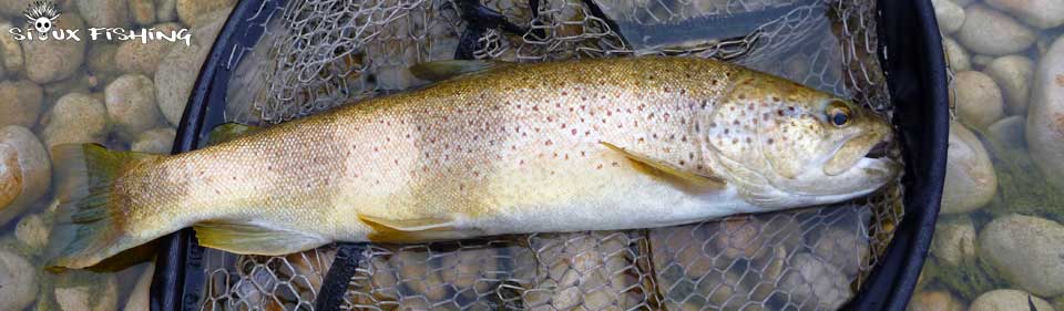 truite de la Haute rivière d'Ain