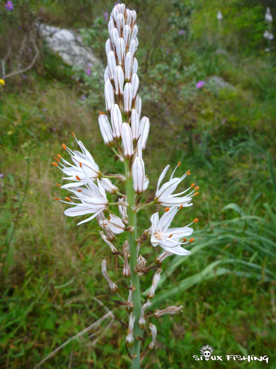 Plantes méditerannée