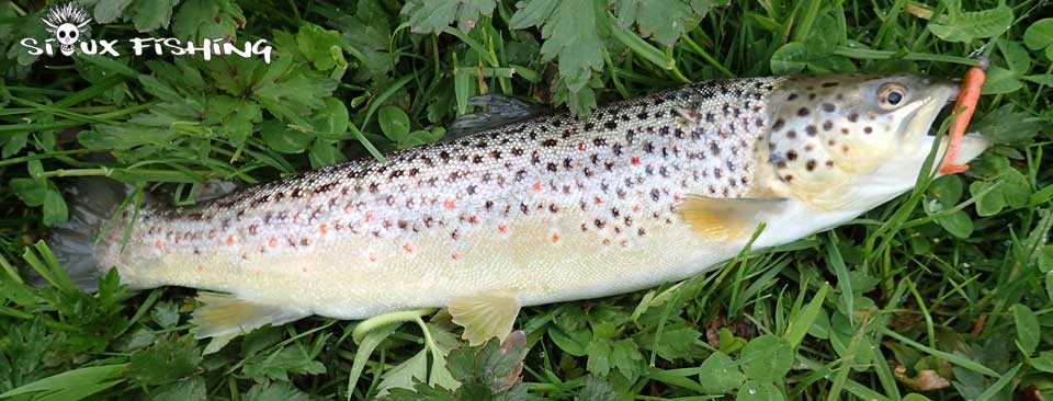 Truite surdensitaire