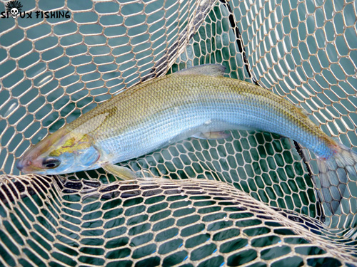 Lavaret du lac du Bourget