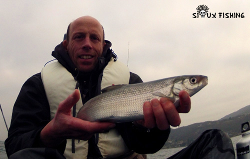 Lavaret du lac du Bourget