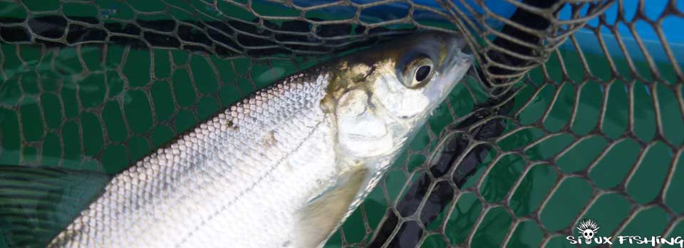 Corégone Lac Chalain