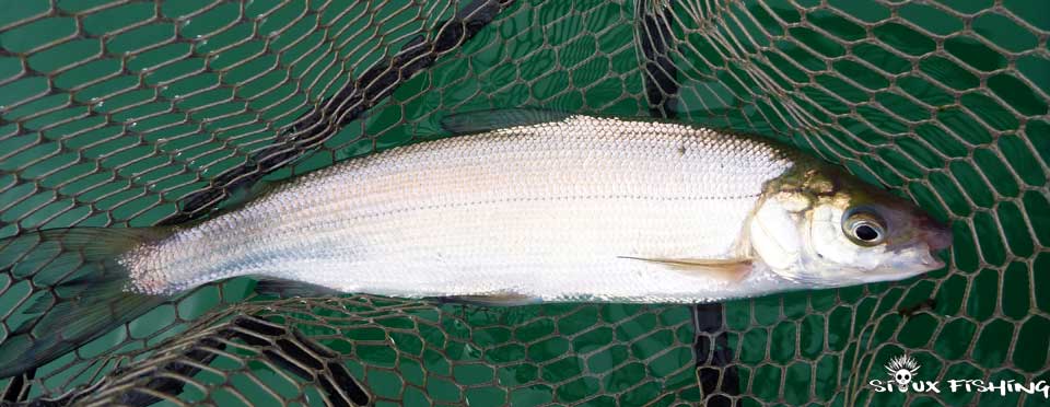 Corégone Lac Chalain