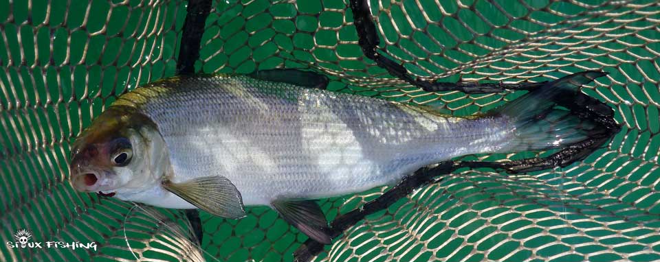 Corégone Lac Chalain