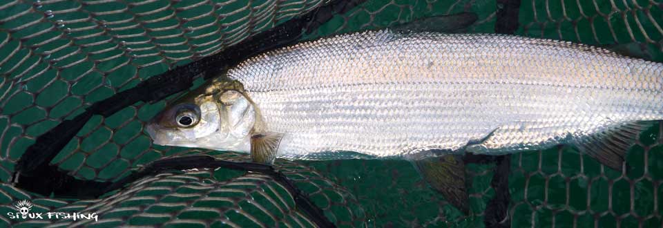 Corégone du lac Chalain