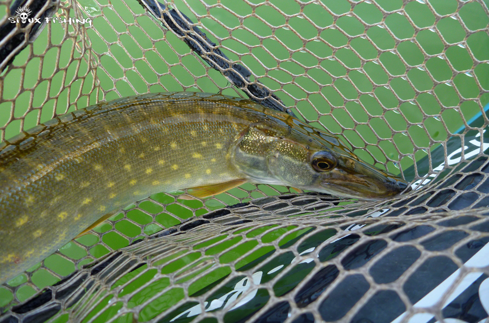 Brochet de Saône