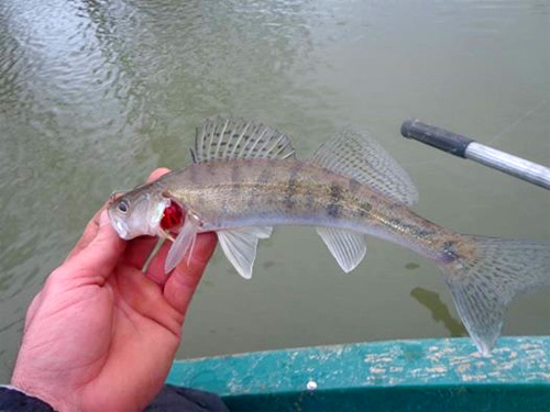 Petit sandre de Seille