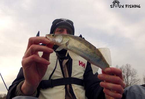 Petit sandre de Seille