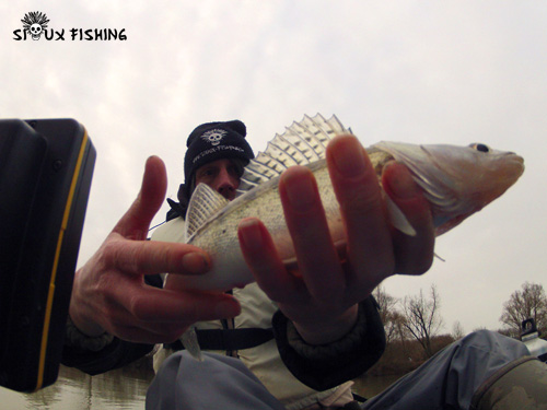 Petit sandre de Seille