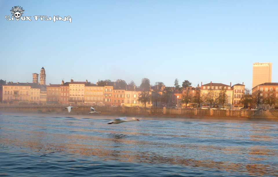 Vol de Cygne sur le Saône à Mâcon