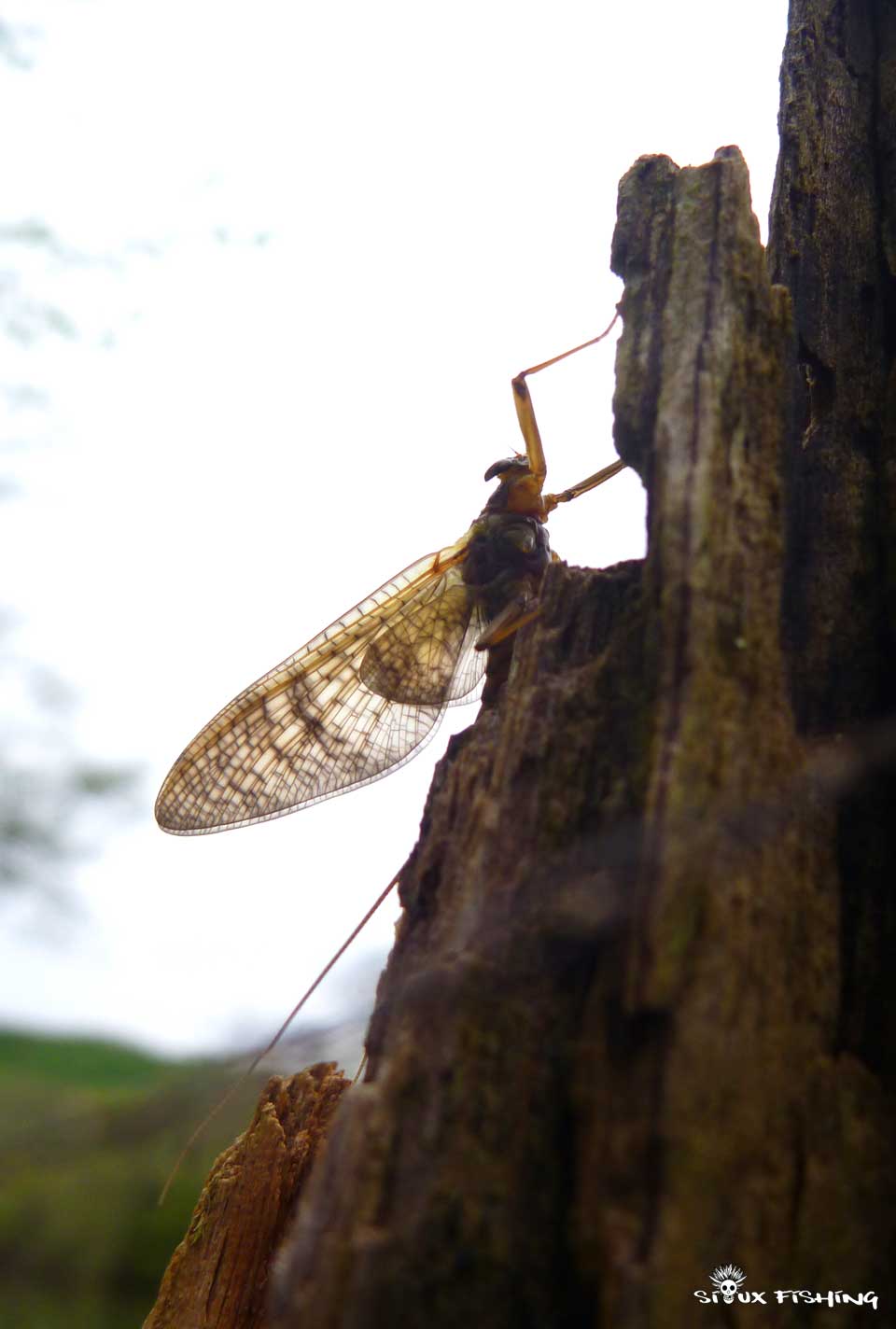 Plécoptère de L'Ain