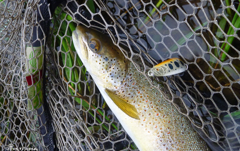 Truite à l'ondulante Haute rivière d'Ain
