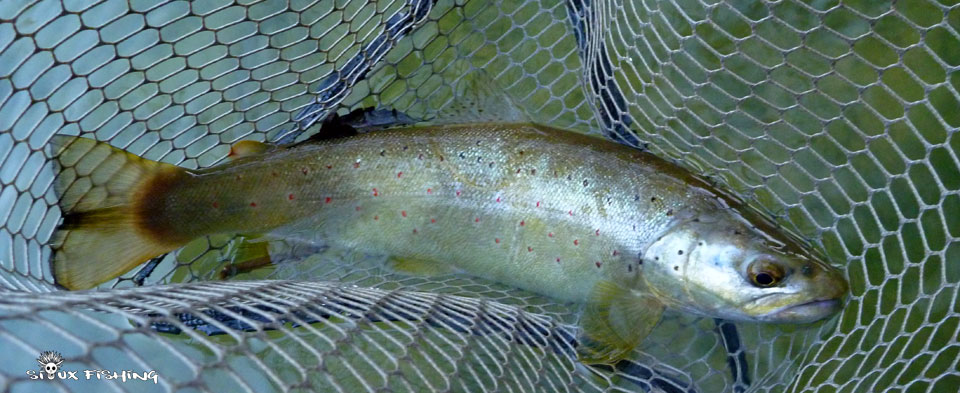 Truite Haute rivière Ain