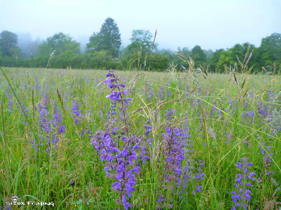 prairie sur la Haute rivière d'Ain