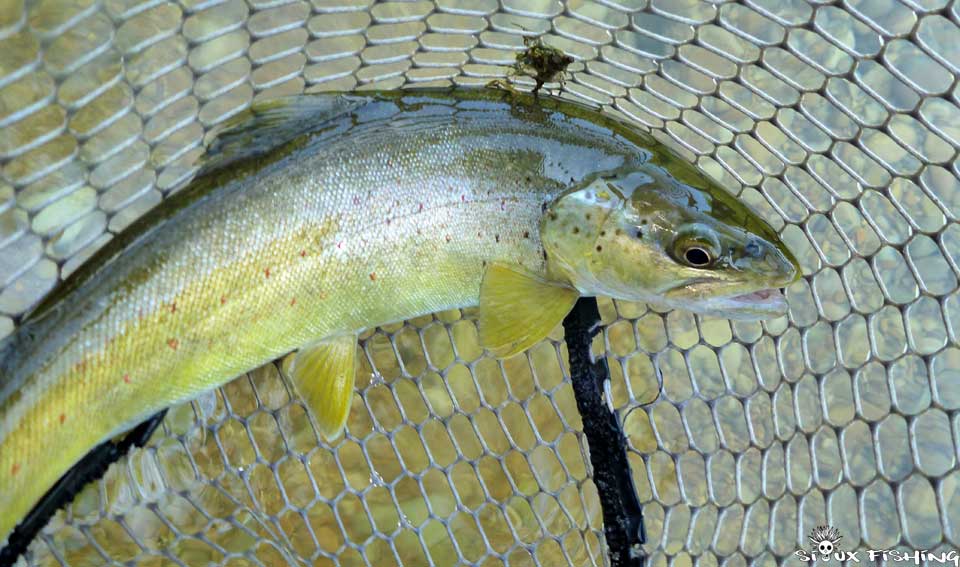 Truite sur la Haute rivière d'Ain