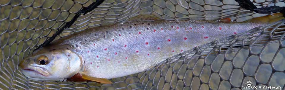Truite sur la Haute rivière d'Ain