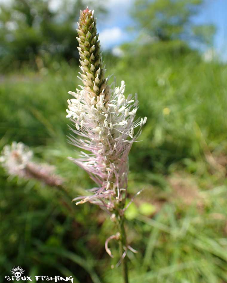 Fleur sur la Haute rivière d'Ain