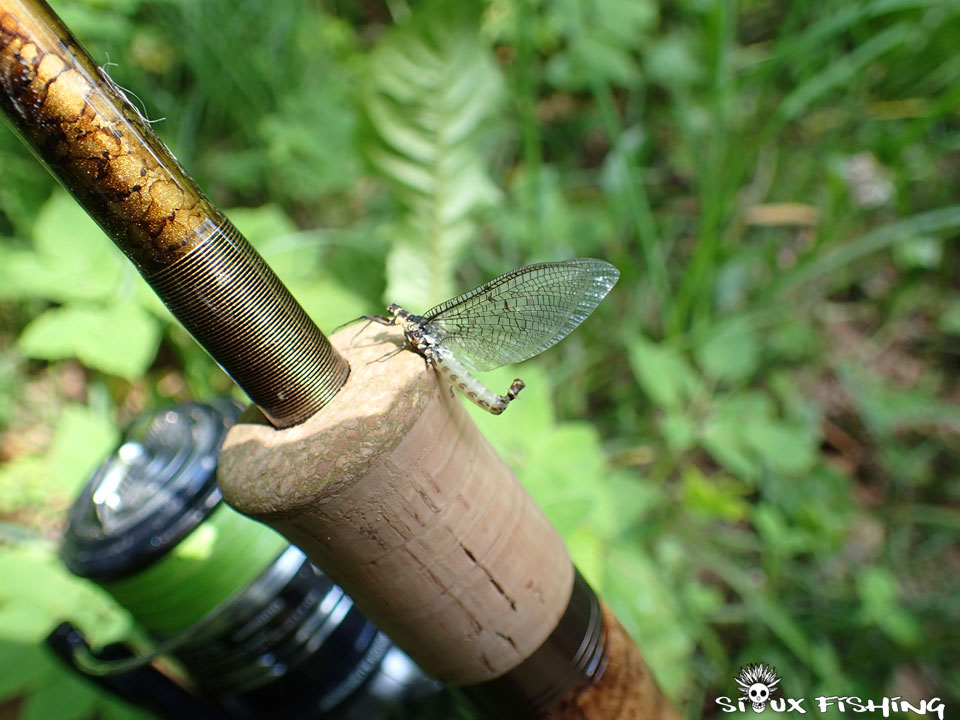 Insecte sur canne à pêche