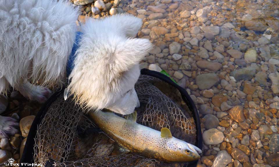Truite de la Haute rivière d'Ain
