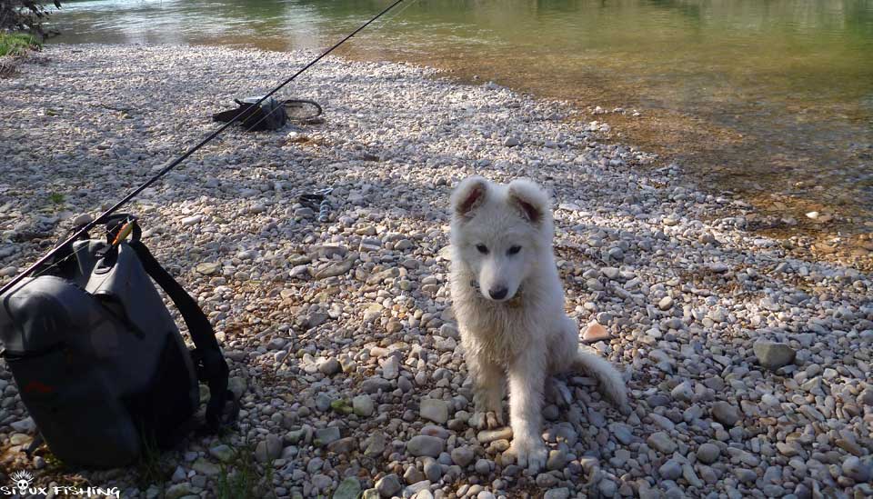 Un chien au bord de l'Ain