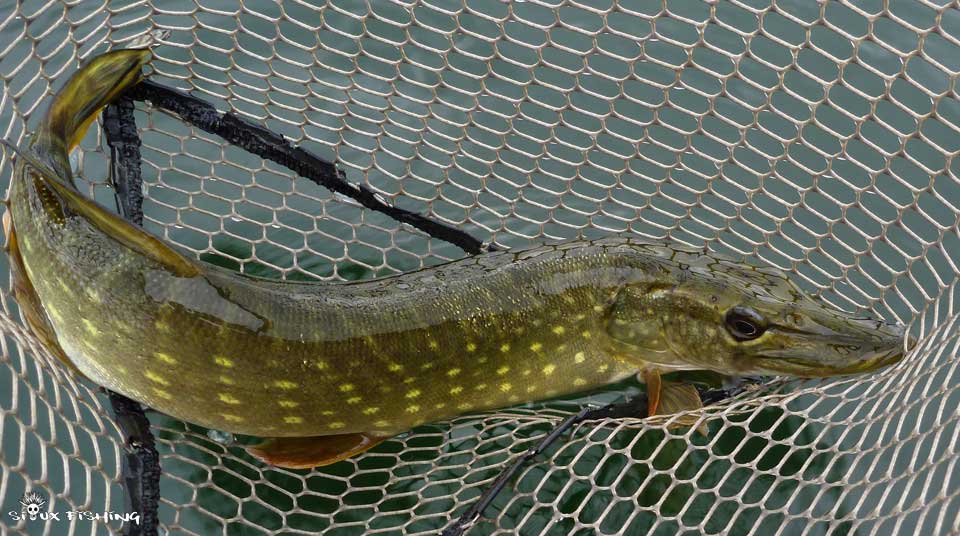 Brochet juvénile du Grand Large (69)