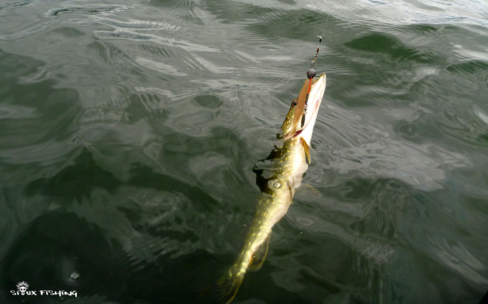 Brochet juvénile du Grand Large (69)