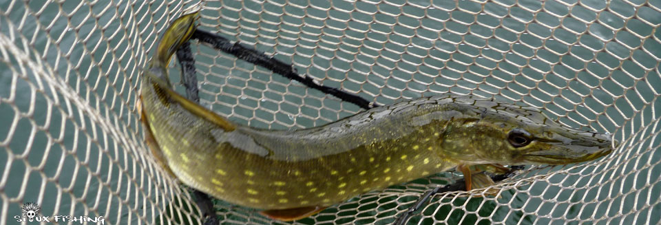 Brochet du Grabd Large (69)