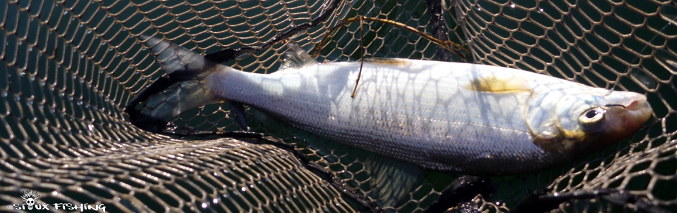 Corégone de chalain