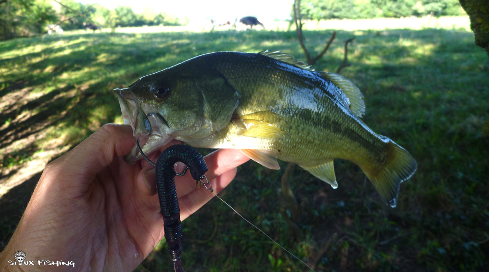 Petit black bass de la Vieille Seille