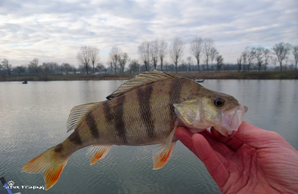 Perche de Saône à Mâcon
