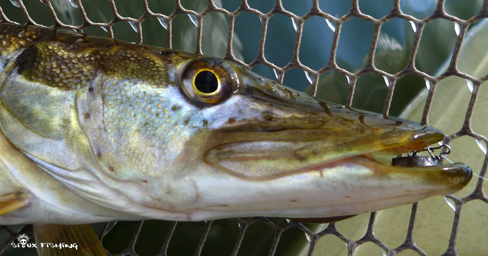 Brochet Lac de Torcy