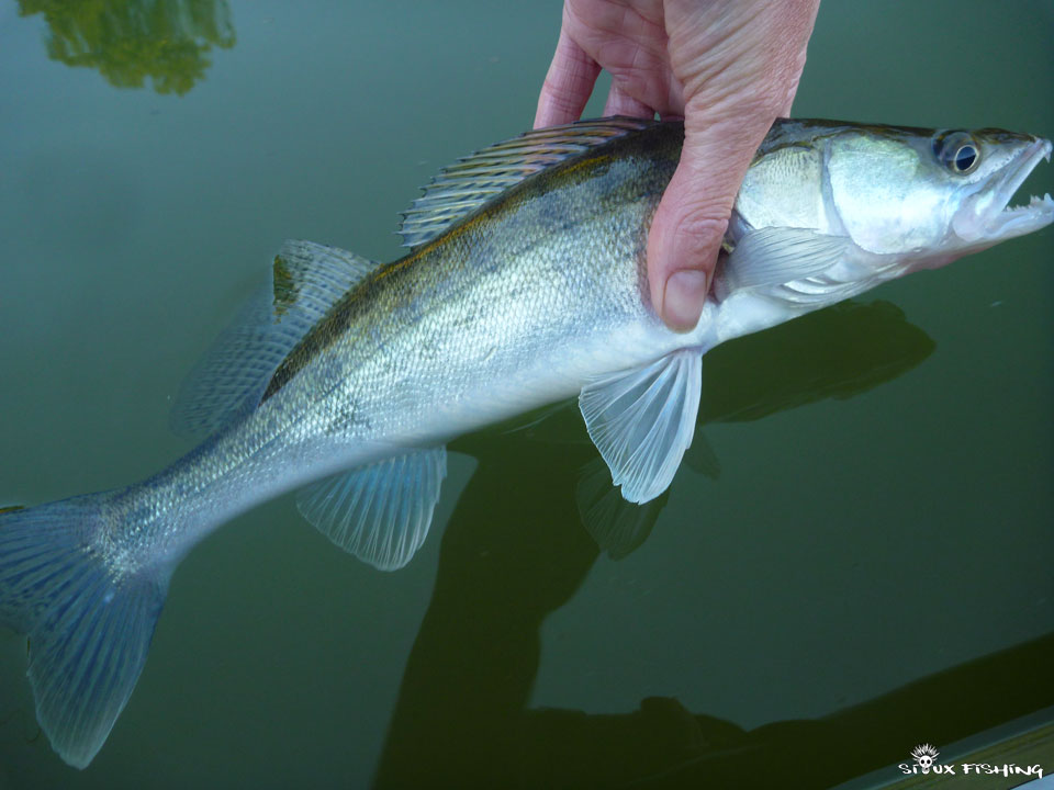 Petit sandre de Seille