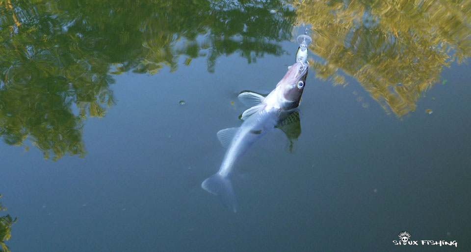 Petit sandre de Seille