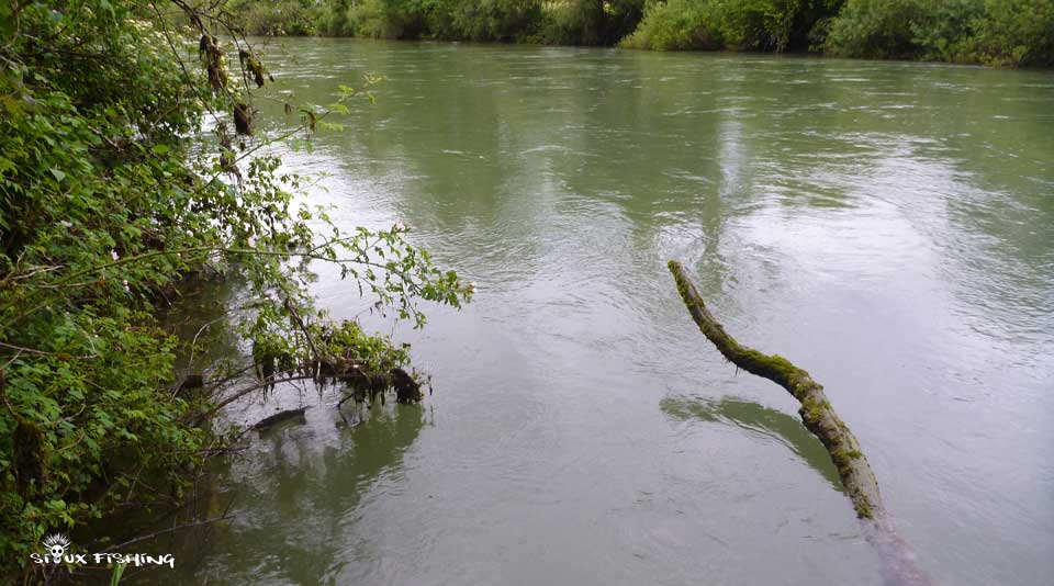 Truite de la Haute rivière d'Ain