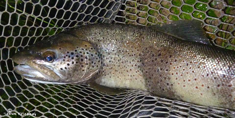 Truite de la Haute rivière d'Ain