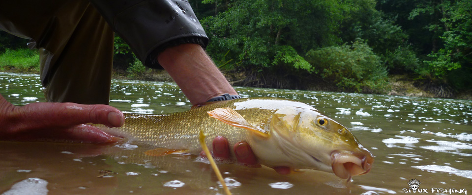 Barbeau de la Haute rivière d'Ain