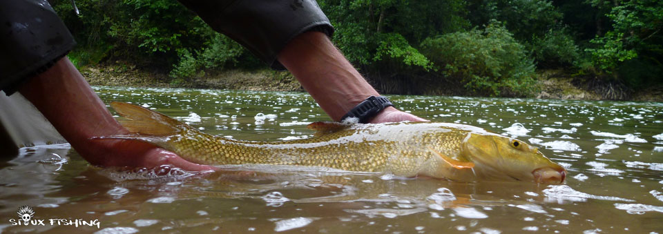 Barbeau de la Haute rivière d'Ain