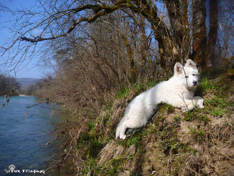 Un berger blanc suisse