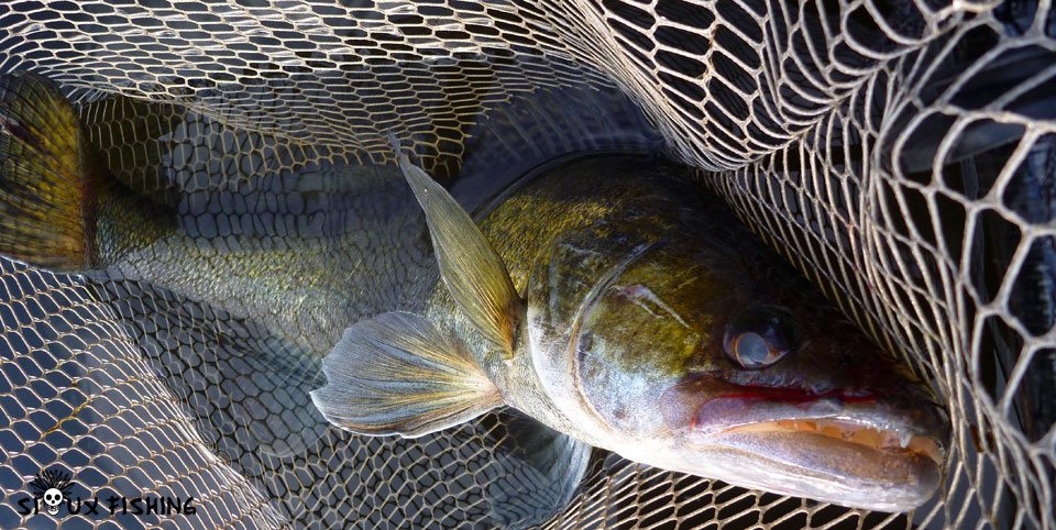 sandre du Lac de Torcy-le-Vieux (71)