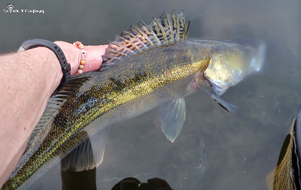 sandre du Lac de Torcy-le-Vieux (71)