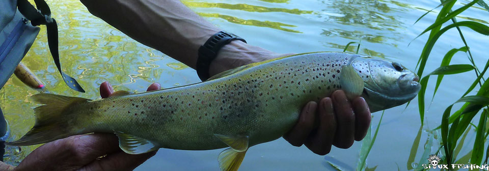 Truite de la Haute Rivière d'Ain