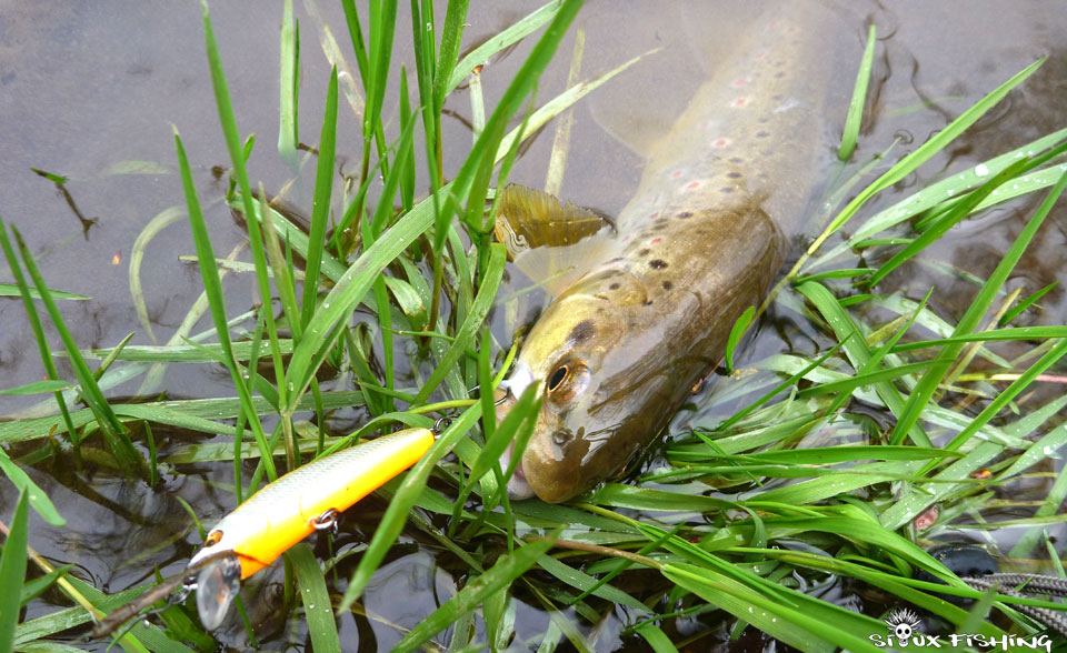 Truitelle du Méchet