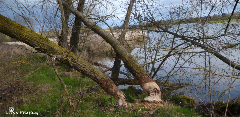 Trace de castor en bord de Loire