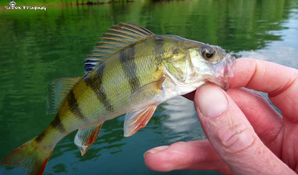 Petite perche de Saône
