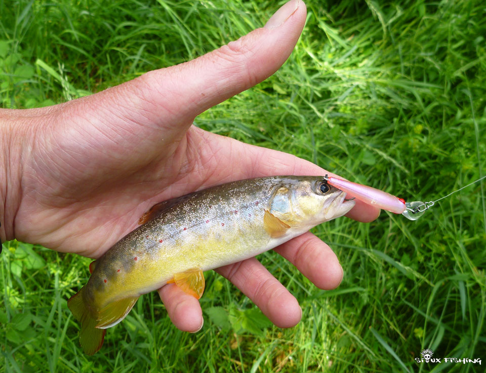 Petite truite de ruisseau Petite truite de ruisseau