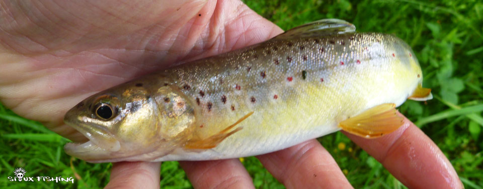Petite truite de ruisseau Petite truite de ruisseau