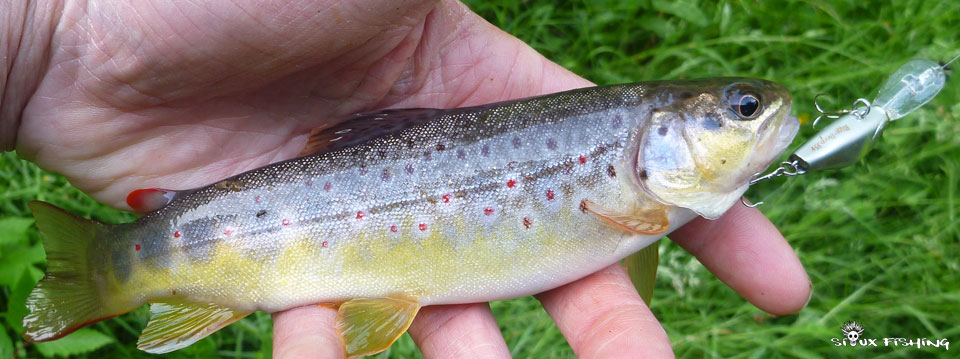 Petite truite de ruisseau Petite truite de ruisseau