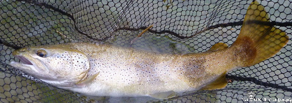 Grosse truite de l'Ain Grosse truite de la rivière d'Ain