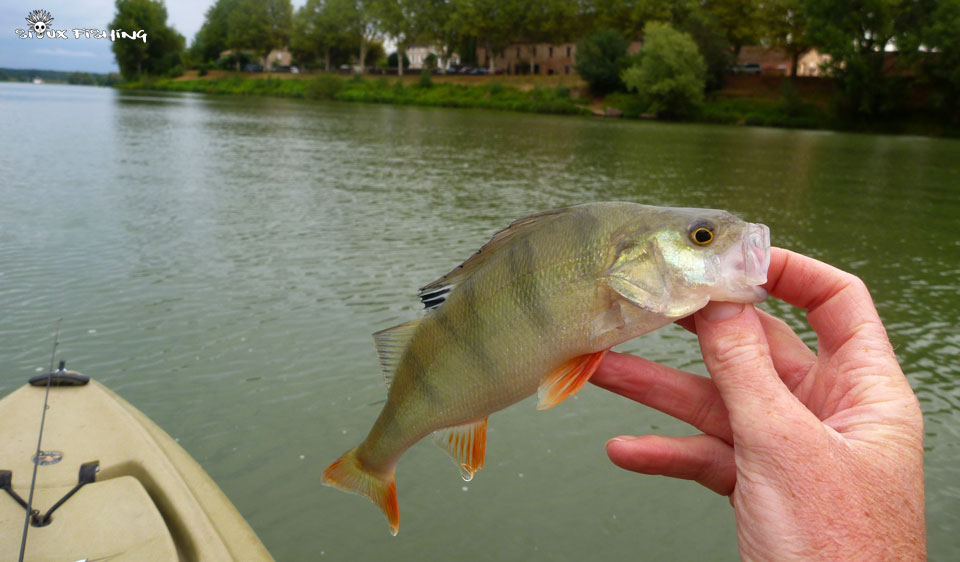 Perche de Saône Perche de Saône