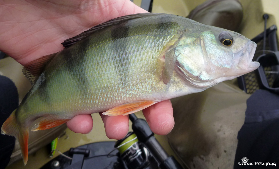 Perche de Saône Perche de Saône